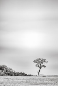Trädet vid Silvåkra, Skåne - Foto: Viktor Sundberg