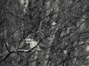Hökuggla i svartvitt - Foto: Viktor Sundberg