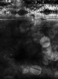 Smålom i svartvitt - Foto: Viktor Sundberg
