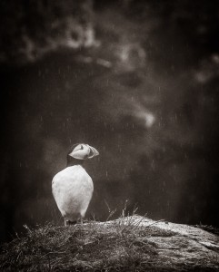 Lunnefågel i regn - Foto: Viktor Sundberg