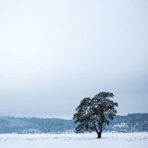 Träd vid Nolhaga, Alingsås - Foto: Viktor Sundberg