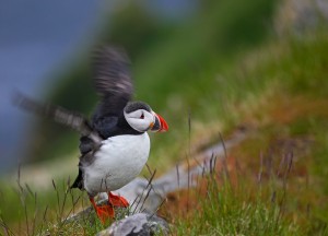 Lunnefågel - Foto: Viktor Sundberg
