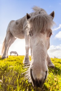 Hästar i motljus - Foto: Viktor Sundberg